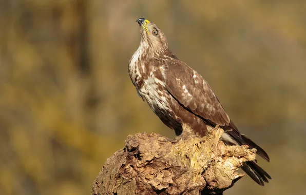 Картинка Птицы, Ястреб, канюк, Крупным планом, buzzard