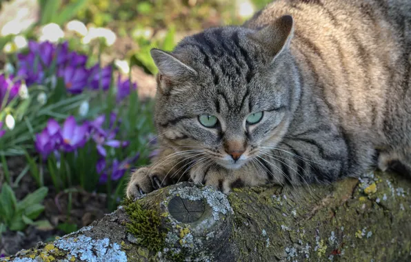 Картинка кошка, кот, цветы, лежит, зверь