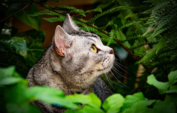 Зелень, кошка, кот, взгляд, листья, ветки, природа, поза
