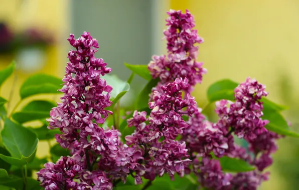 Lilac, twig, blooming