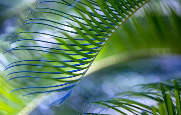 Лист, зеленый, пальма