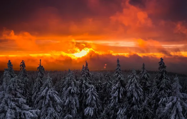 Зима, лес, небо, солнце, свет, снег, закат
