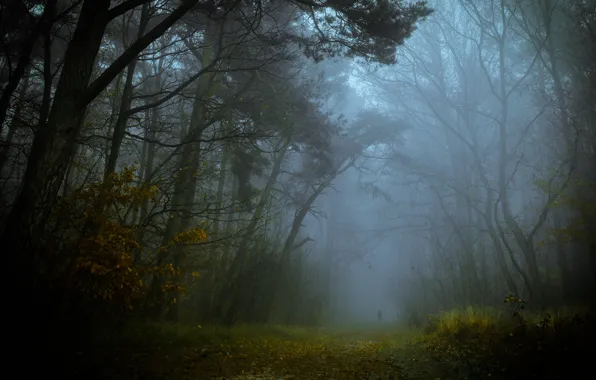 Картинка дорога, осень, лес, туман, силуэт