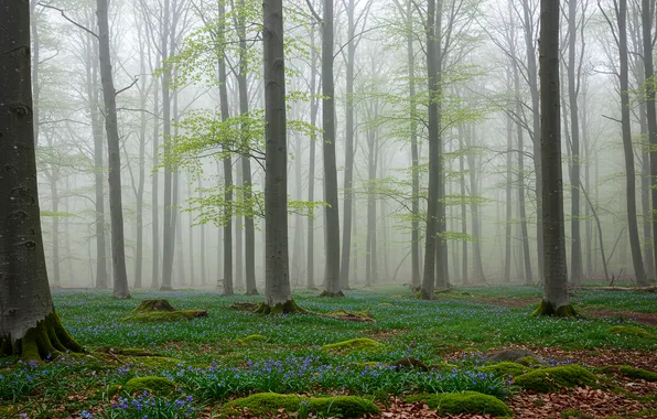 Лес, деревья, туман, весна, wallpaper, forest, trees, fog