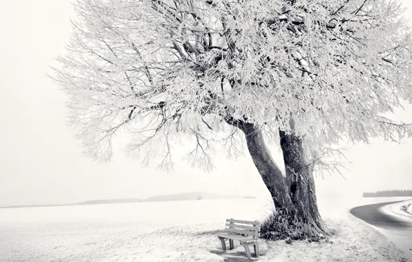Ice, sky, winter, snow, tree, bench