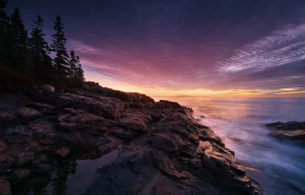 Картинка rock, coast, sunset, tree, usa, acadia national park, maine