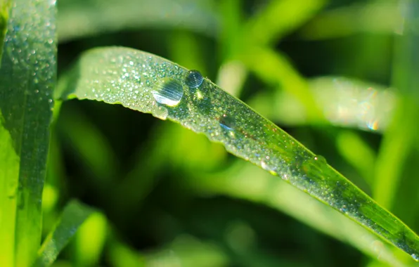 Green, grass, drops