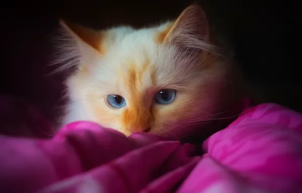 Картинка кошка, кот, взгляд, темный фон, портрет, пушистый, покрывало, рыжая