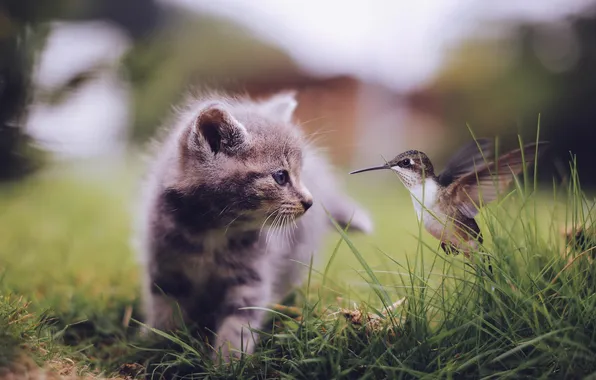 Кошка, трава, взгляд, природа, поза, котенок, серый, птица
