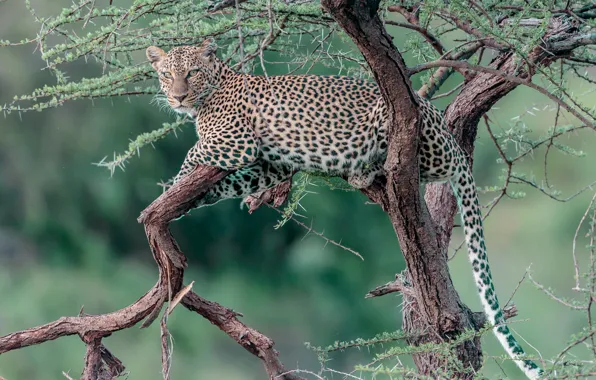 Картинка дерево, отдых, леопард, дикая кошка, на дереве