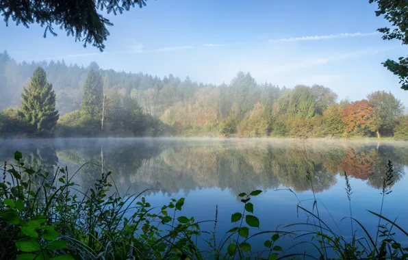 Картинка осень, лес, деревья, озеро, утро, дымка