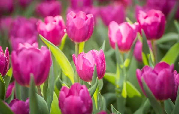 Картинка цветы, тюльпаны, розовые, pink, flowers, tulips, purple