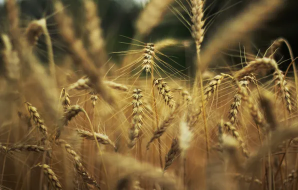 Картинка пшеница, природа, фон, widescreen, обои, рожь, колоски, wallpaper