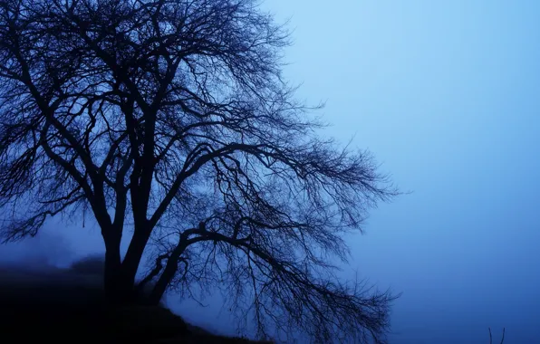 Dark, forest, tree, fog