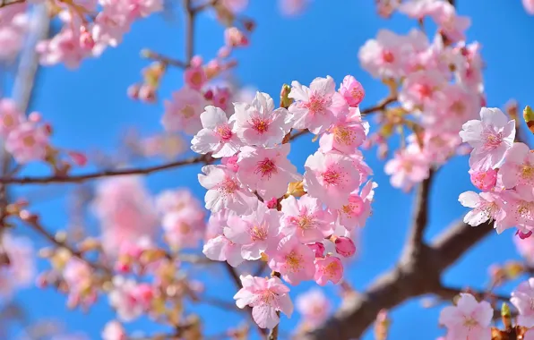 Цветы, природа, красота, весна, сакура