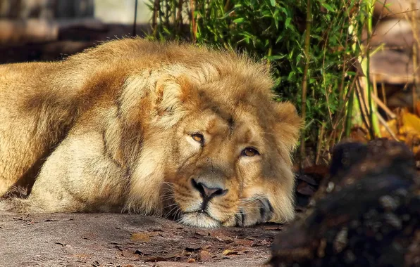 Картинка морда, хищник, Лев, лежит, смотрит, lion, большая кошка, задумчивый