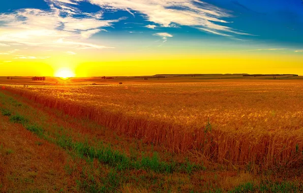 Картинка поле, небо, трава, солнце, рассвет, простор, колосья