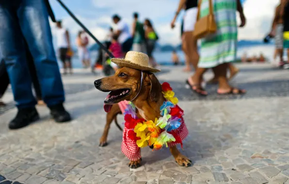 Картинка пляж, шляпа, такса, карнавал, Бразилия, Рио-де-Жанейро, Копакабана