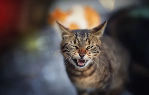 Кошка, кот, серый