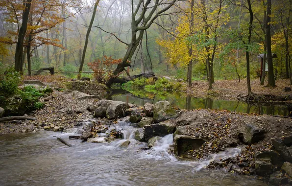 Картинка осень, лес, туман, река, камни, поток