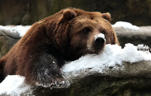 Картинка снег, природа, медведь