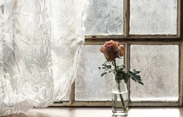 Картинка цветок, роза, окно, занавески