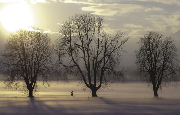 Trees, winter, clouds, snow, fog, sunlight, freeze, branches
