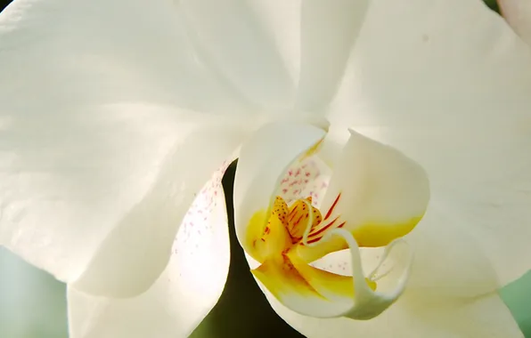 Картинка цветы, красота, белая, white, экзотика, орхидея, blossom, Orchid