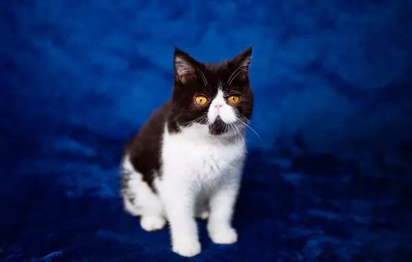 Кошка, синий, котенок, фон, перс, мордочка, сидит, экстремал