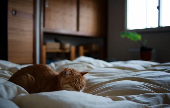 Картинка кот, кровать, рыжий, спит