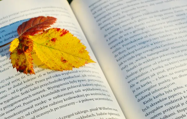 Autumn, book, leaf, paper