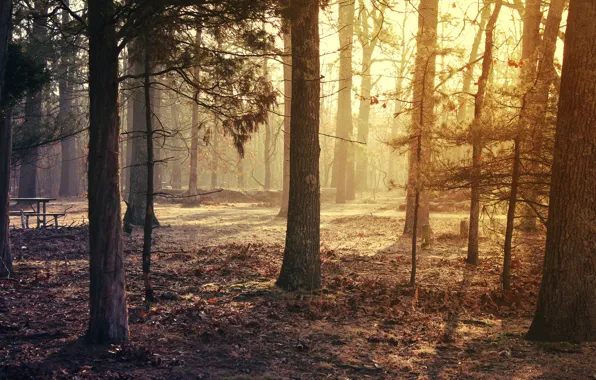 USA, США, Brendan T. Byrne State Forest, Штат Нью-Джерси, State New Jersey, Лесной заповедник имени …