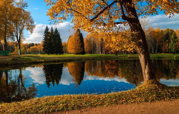 Картинка осень, лес, листья, деревья, желтый, природа, озеро, пруд