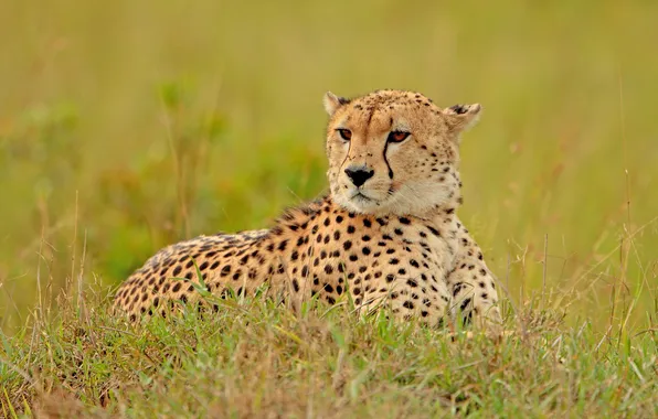 Картинка трава, гепард, наблюдение, cheetah