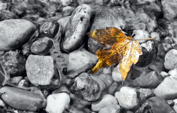 Картинка осень, вода, природа, лист, камни
