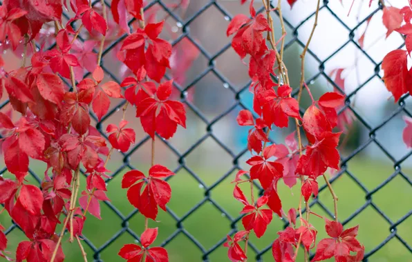 Листья, макро, капельки, сетка, забор, Красные, после дождя, веточки