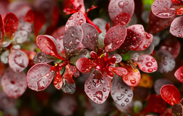 Nature, drops, leaf