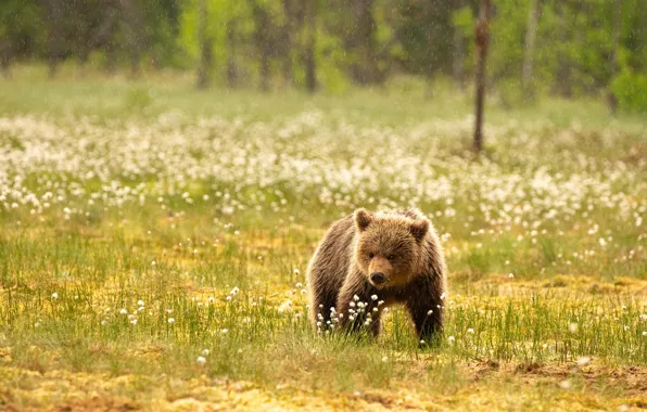 Природа, дождь, поляна, медведь, медвежонок, прогулка, хлопчатник