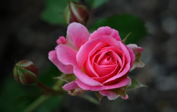 Цветок, роза, лепестки, бутоны, pink, куст роз