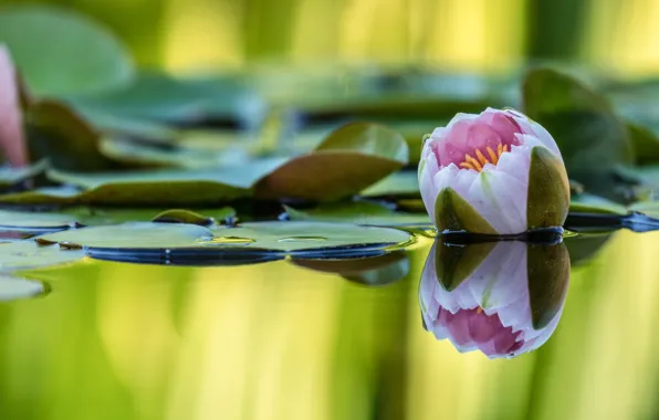Цветок, листья, вода, природа, озеро, пруд, отражение, розовая