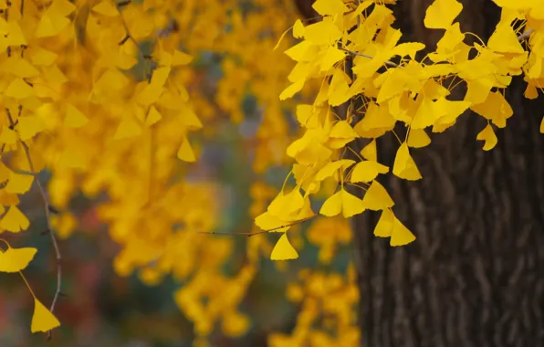 Картинка осень, листья, природа, дерево, листва, желтые