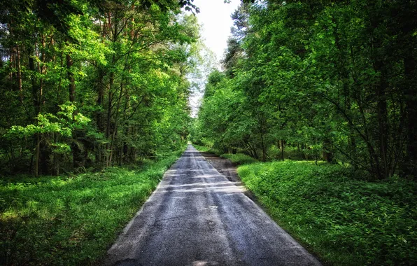 Road, Poland, Forest