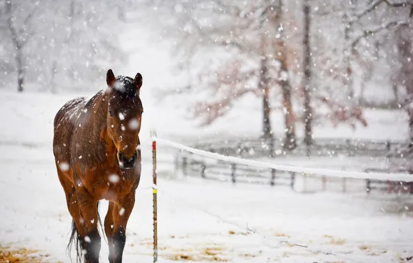 Снег, природа, конь