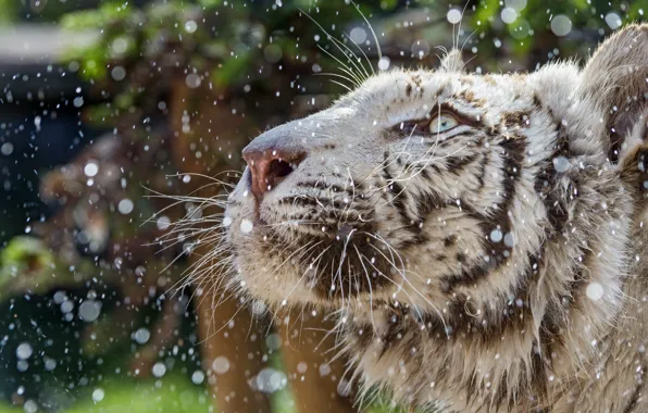 Картинка кошка, морда, капли, профиль, белый тигр, ©Tambako The Jaguar