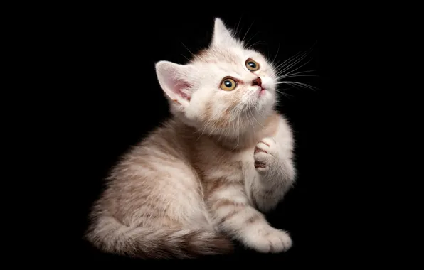 Кошка, взгляд, поза, котенок, лапки, рыжий, черный фон, мордашка