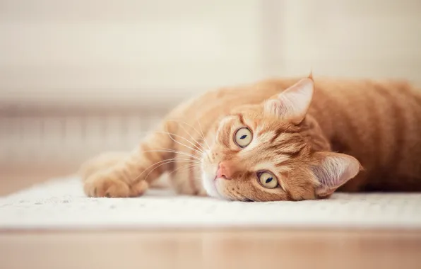 Картинка кошка, взгляд, мордочка, рыжая