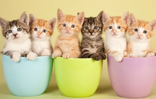 Взгляд, кошки, чашки, котята, рыжие, компания, серые, друзья