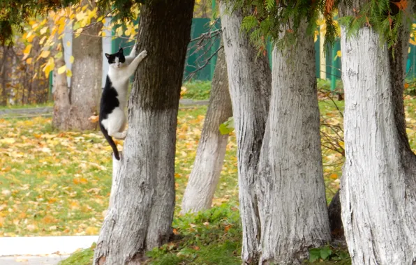 Осень, кошка, кот, деревья, парк, дерево, widescreen, обои