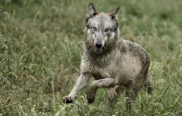 Nature, face, animal, wolf, wildlife, head, fur, mammal