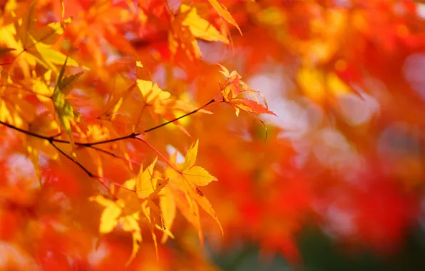 Осень, листья, солнце, дерево, желтые, клен, солнечно, крона